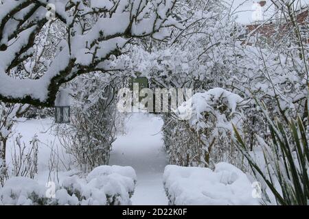 A beautiful landscape Winter snow scene of an English organic country garden frozen icy weather white layer cover on pear espalier tree path lawn rose Stock Photo