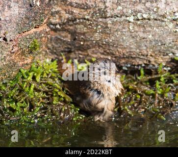 Wren (Troglodytes troglodytes) having a bath in a pond. Stock Photo