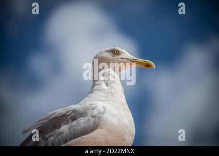 Portrait of European Herring Gull, a symbol of the British seaside, loved and loathed by tourists and locals alike Stock Photo