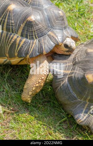 Radiated Tortoise (Astrochelys radiata). Male. Partially erected ...