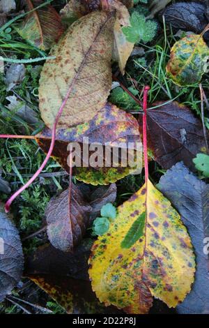 Title	 Close up Autumn Leaves on blades of green grass lawn on wet rain Winter morning with beech leaf brown orange yellow English garden Stock Photo