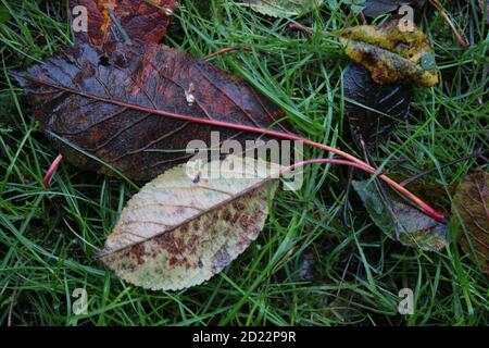 Title Close up Autumn Leaves on blades of green grass lawn on wet rain Winter morning with beech leaf brown orange yellow English garden Stock Photo