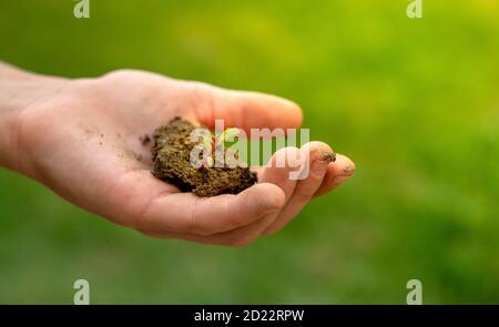Child's hand holding soil with seedling plant in hand for agriculture or planting at bokeh green background Stock Photo