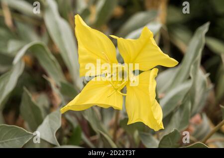 Missouri Evening Primrose (Oenothera Macrocarpa) aka Ozark Sundrops. Stock Photo