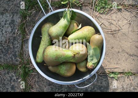 Close up fresh ripe pears organic nutritious delicious, freshly dug raw potatoes home grown in English country allotment garden harvested in Autumn Stock Photo