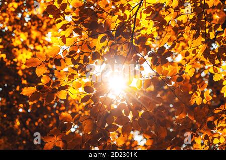 Shining sun  through a fresh yellow leaves of the maple tree in autumn. Stock Photo