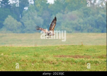 A juvenile White-tailed Eagle flying off with its catch Stock Photo