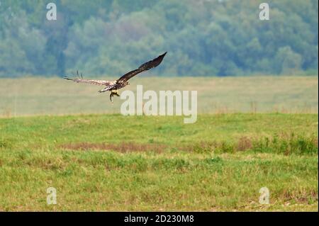 A juvenile White-tailed Eagle flying off with its catch Stock Photo