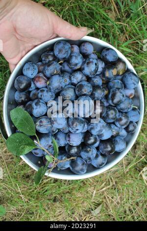 Close up home grown ripe purple organic foraged damson plum fruit freshly picked for jam making from English garden orchard in metal colander with bac Stock Photo