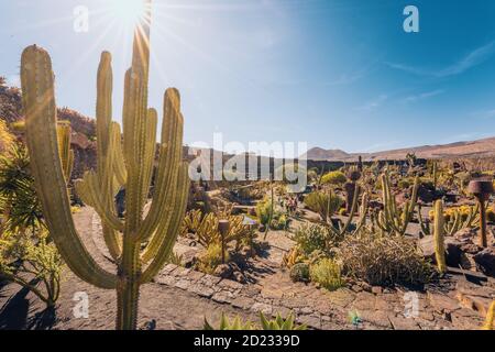 Cactus garden, Lanzarote, Canary Islands, Spain Stock Photo