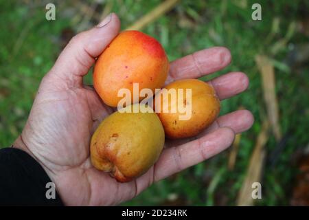 Close up of hand picking apricots, organic juicy ripe orange fruit foraged from orchard English garden trees home grown lockdown 2020 outdoors Summer Stock Photo