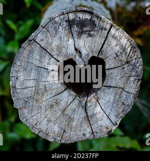 A cut tree log with it's hollow centre in the shape of a heart. Stock Photo