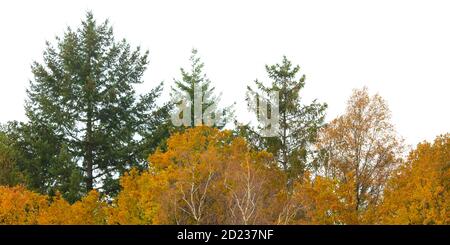 Row of autumn pine and orange trees isolated on a white background Stock Photo