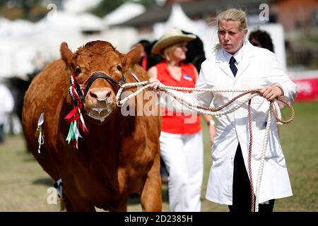 Royal Welsh Show Llanelwedd, 24th of July 2014. A competitor parades her prize winning Limousin cow in the main ring at the show near Builth Wells, Po Stock Photo
