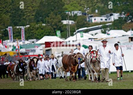 Royal Welsh Show Llanelwedd, 24th of July 2014. Competitors parade their prize winning cattle in the main ring at the show near Builth Wells, Powys, W Stock Photo