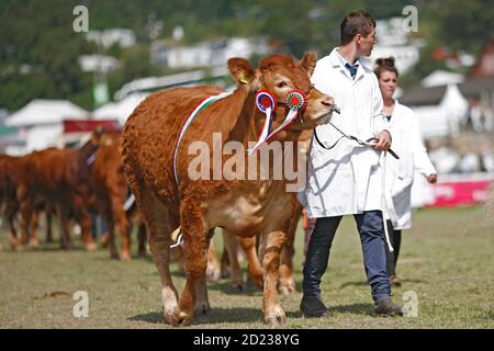 Royal Welsh Show Llanelwedd, 24th of July 2014. Competitors parade their prize winning Limousin cattle in the main ring at the show near Builth Wells, Stock Photo
