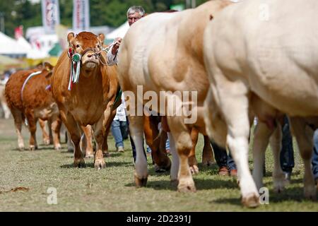 Royal Welsh Show Llanelwedd, 24th of July 2014. Competitors parade their prize winning Limousin cattle in the main ring at the show near Builth Wells, Stock Photo