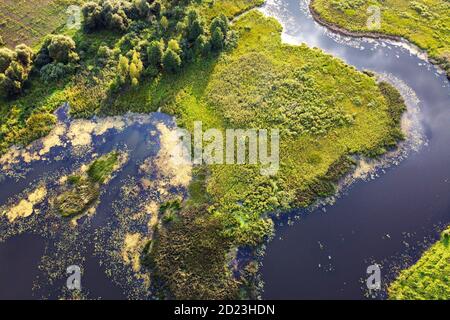 River, green swamp grass, summer landscape, aerial view. Winding river with overgrown banks, top view. Aerial shot of european nature Stock Photo