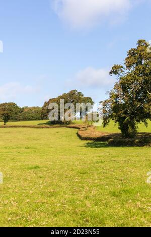 Double hawthorn hedgerow separating two fields in  Dorset near Charmouth Stock Photo