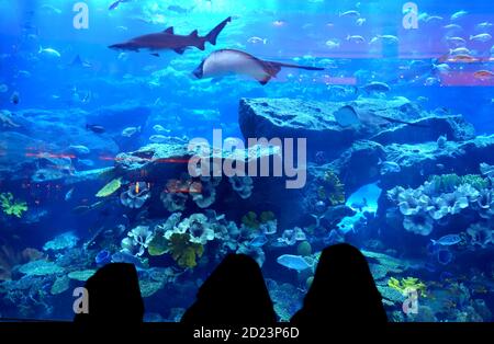Emirati women standing in front of the aquarium in the Dubai Mall, Dubai, United Arab Emirates Stock Photo