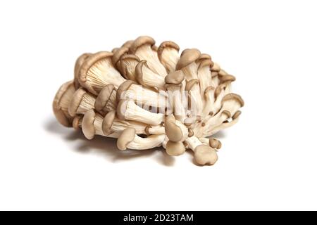 Oyster mushrooms isolated on white background. Uncooked edible mushrooms Stock Photo