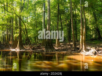 travel and landscape images in Congaree National park in South Carolina,USA Stock Photo