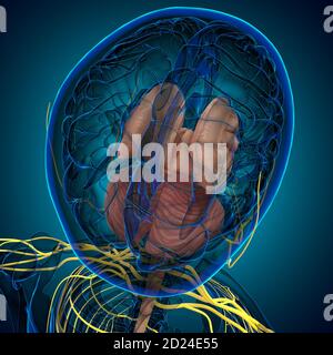 Human Brain inner parts Anatomy For Medical Concept 3D Illustration Stock Photo