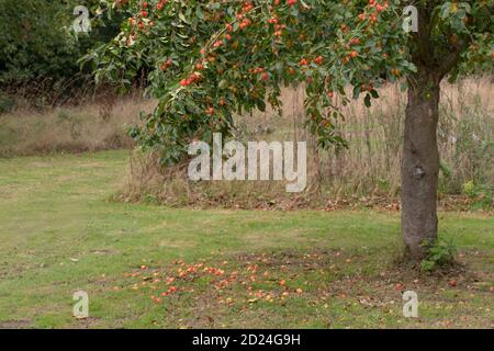 Crab Apple, Tree, fruit, (Malus sylvestris). Colourful autumn fruits. Weight of numbers bearing down branches. Some apples on the ground. Wild ancesto Stock Photo