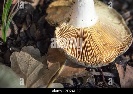 Detail of the gills of an upside-down mushroom lying on a ground with some dry leaves Stock Photo