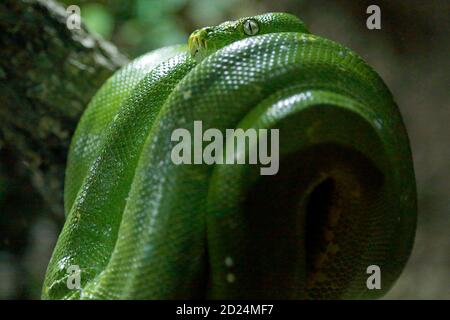 Captive green tree python (Morelia viridis). Selective focus. Stock Photo