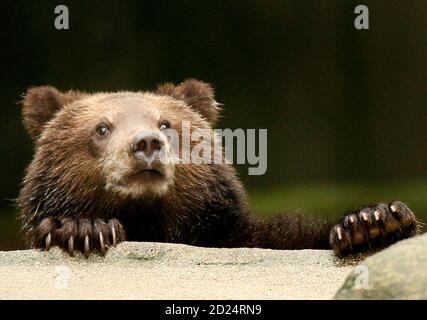 A young Kamchatka brown bear plays in his enclosure at the 'Tierpark Hagenbeck' zoo in Hamburg September 20, 2007. The four nine-month old bears, one female and three male, who recently arrived from Moscow zoo, have yet to be named.    REUTERS/Christian Charisius (GERMANY)