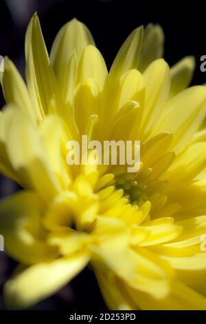 Yellow chrysanthemum closeup on a black background Stock Photo