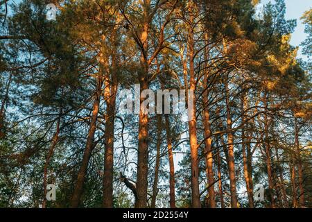 Canopy Of Tall Pine Trees. Upper Branches Of Woods In Coniferous Forest. Summer Pinewood, Bottom View Of Tall Thin Evergreen Pines, Blue Sky Stock Photo