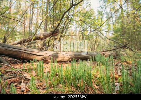 Spinulum Annotinum Plant On Background Fallen Tree In European Forest Stock Photo