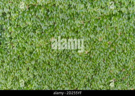 Wall of thick green leafy vine plant texture Stock Photo