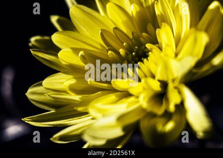 Yellow chrysanthemum closeup on a black background Stock Photo