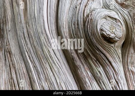 Dry, gray, old, dead stump wood texture Stock Photo