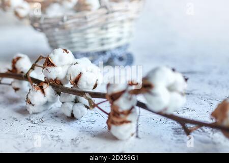 Branch of white pure cotton flowers. Plant lying near a wicker basket on a wooden table. Selective focus. Blurred background Stock Photo
