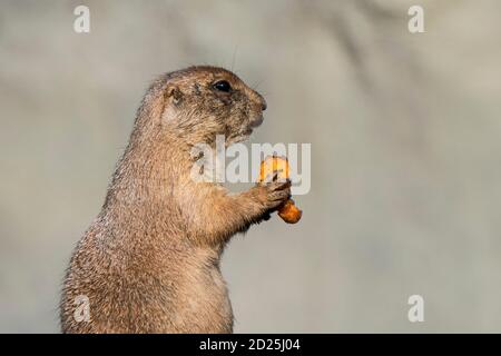 Close-up of captive black-tailed prairie dog (Cynomys ludovicianus) eating carrot in zoo / animal park Stock Photo