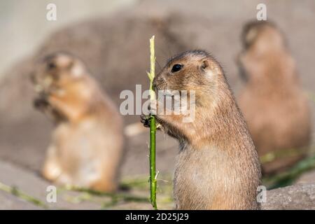 Close-up of black-tailed prairie dog (Cynomys ludovicianus) eating culm / grass stalk in colony