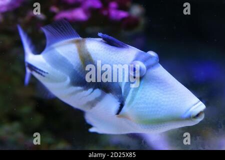 Lagoon triggerfish also known as the Blackbar triggerfish, Picasso triggerfish in an aquarium. selective focus Stock Photo