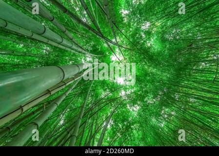 Dense bamboo forest with morning sun. Bottom view. Stock Photo