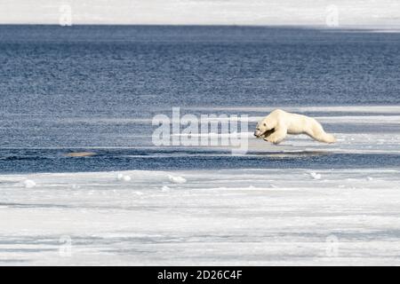 Young adult male polar bear, ursus maritimus, in mid air as he jumps from the fast ice into the Arctic ocean, having spotted a beluga whale in the wat Stock Photo