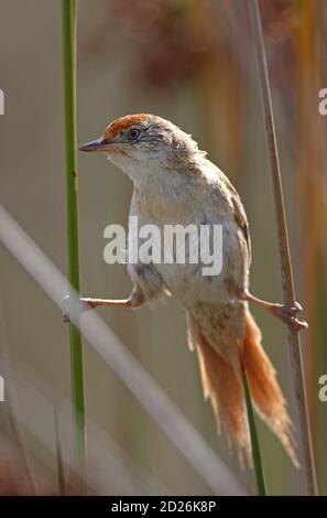 Bay-capped Wren-spinetail (Spartonoica maluroides) adult perched on reed  Buenos Aires Province, Argentina            January Stock Photo