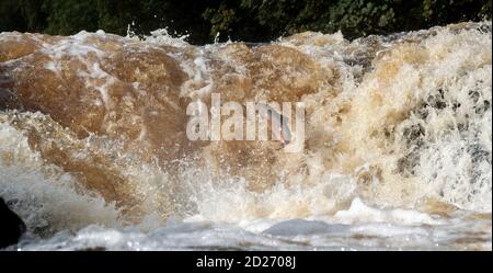 North Yorkshire, UK. 6th Oct, 2020. Atlantic Salmon leaping up Stainforth Foss on the river Ribble in North Yorkshire on the final leg of their epic migration back to the place of their birth, which can mean travelling over 6000 miles. Credit: Wayne HUTCHINSON/Alamy Live News Stock Photo