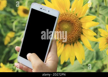blank screen of mobile phone with sunflower background. technology concept in a flower garden or outdoors Stock Photo