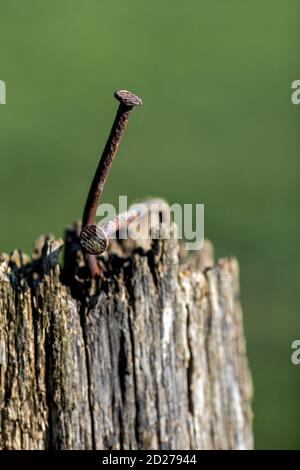 two old bent, rusty nails in a wooden post Stock Photo