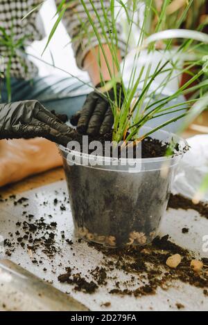 woman transplanting flowers in bigger pots at home Stock Photo