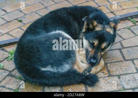 A stray black and brown dog sleeps curled up on a paving slab. Pets Stock Photo