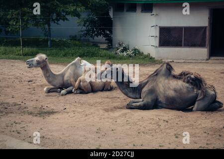 Old mangy camels lying on the sand in an enclosure in the city zoo. Moscow, Russia, July 2020. Stock Photo